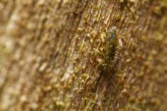 Entomobrya nivalis