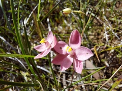 Thelymitra × macmillanii