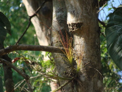 Tillandsia eistetteri