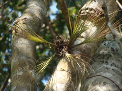 Tillandsia eistetteri