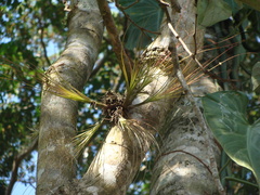 Tillandsia eistetteri