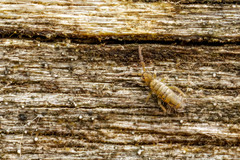 Entomobrya nivalis