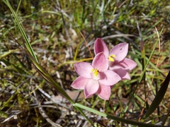 Thelymitra × macmillanii