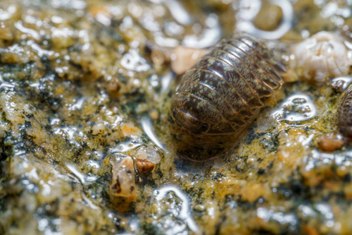 Oregon pillbug photo 2