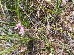 Thelymitra × macmillanii