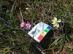 Thelymitra × macmillanii