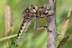 Promachus vertebratus