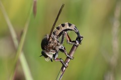 Promachus vertebratus