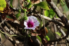 Ipomoea abrupta