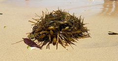 Phyllospora comosa