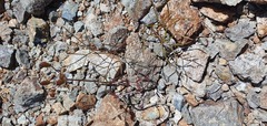 Anisotome filifolia