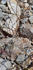 Anisotome filifolia