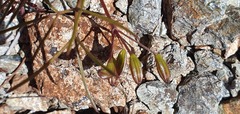 Anisotome filifolia