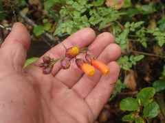 Eccremocarpus scaber