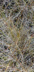 Schoenus pauciflorus