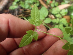 Eccremocarpus scaber