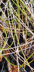 Schoenus pauciflorus