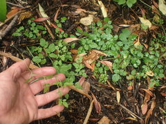 Eccremocarpus scaber