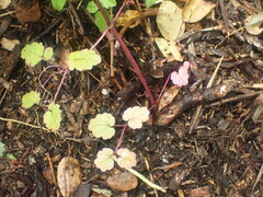 Eccremocarpus scaber