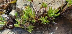 Pimelea suteri