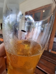 Carpophilus hemipterus