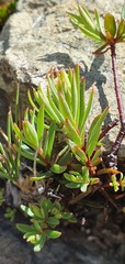 Pimelea suteri