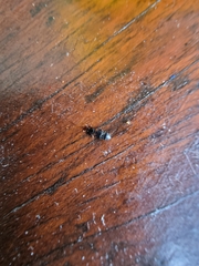 Carpophilus hemipterus