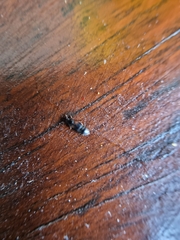 Carpophilus hemipterus