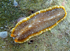 Pseudocerotidae