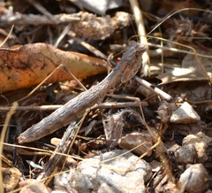 Geomantis larvoides