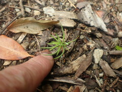 Picea smithiana