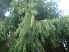 Picea smithiana
