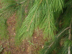 Picea smithiana