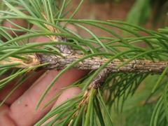 Picea smithiana