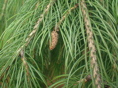 Picea smithiana