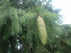Picea smithiana