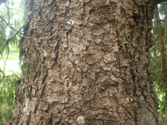 Picea smithiana