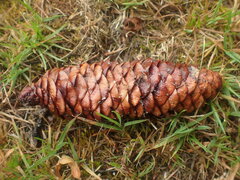 Picea smithiana
