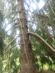 Picea smithiana