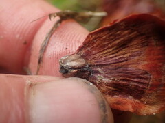 Picea smithiana