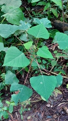 Homalanthus populneus