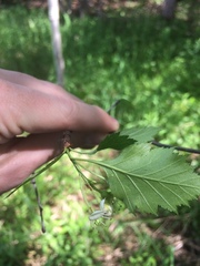 Crataegus chrysocarpa chrysocarpa