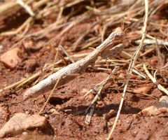 Geomantis larvoides