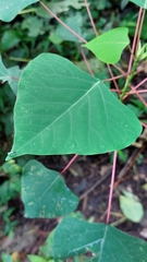 Homalanthus populneus