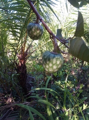 Annona senegalensis