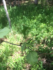 Crataegus chrysocarpa chrysocarpa