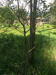 Crataegus chrysocarpa chrysocarpa