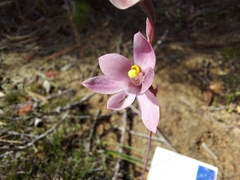 Thelymitra luteocilium