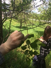 Crataegus chrysocarpa chrysocarpa