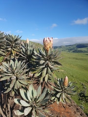 Protea roupelliae roupelliae
